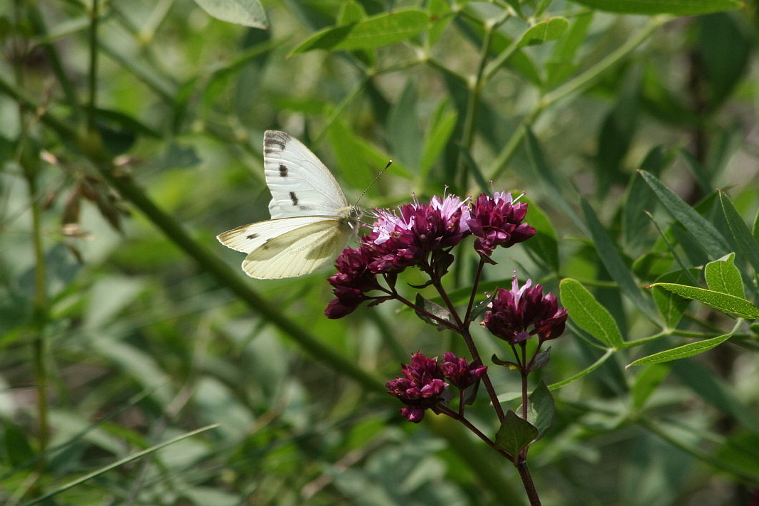 pieris